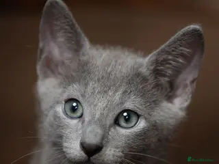 Russian Blue cats TICA Reg Boutique Russian Blue Kittens - Advert 5