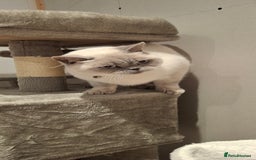 British Shorthair cats for sale: White,grey blue eyed british shorthair frmale  - Advert 9