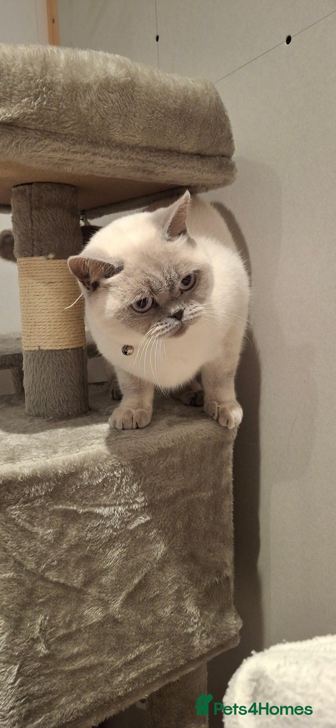 British Shorthair cats for sale: White,grey blue eyed british shorthair frmale  - Advert 9