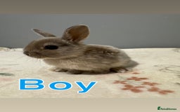 Netherland Dwarf rabbits for sale: Baby Netherland dwarfs  - Image 2
