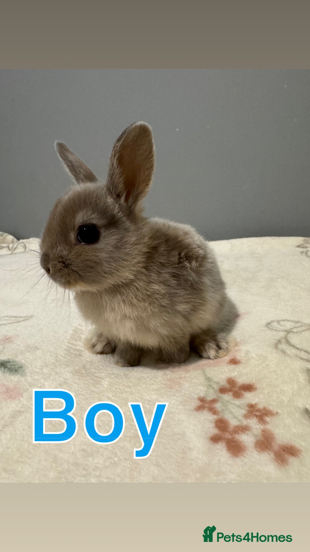 Netherland Dwarf rabbits for sale: Baby Netherland dwarfs  - Image 2