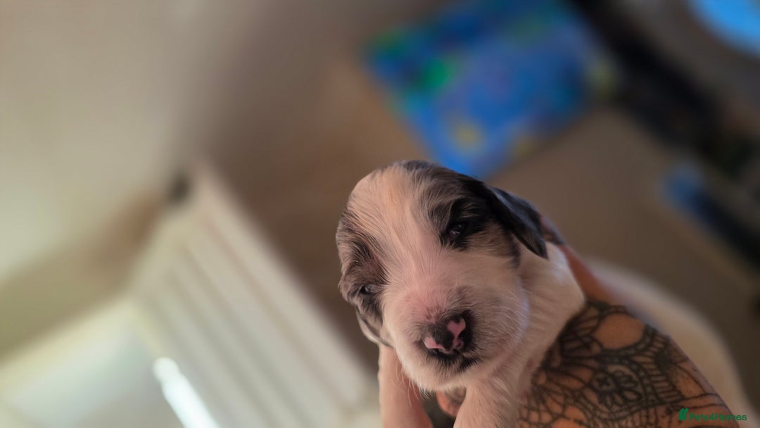 Mixed Breed dogs for sale: Beautiful cocker spaniels - Image 5