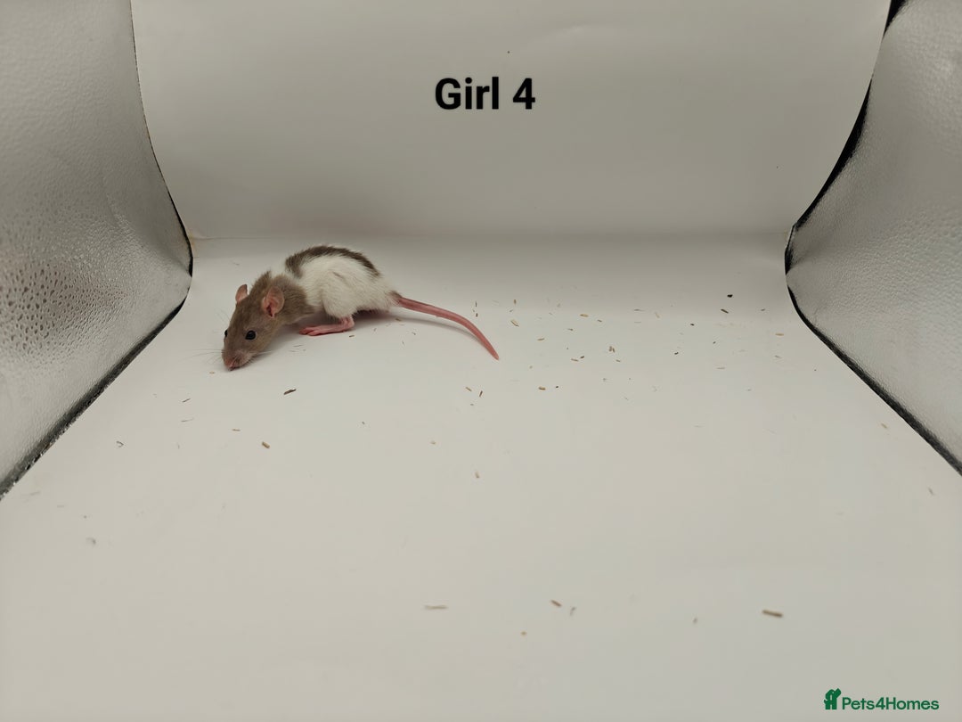 Rat rodents for sale: JAN: 27 Rats (21 Rats: 10 Boys & 11 Girls Left) - Advert 18