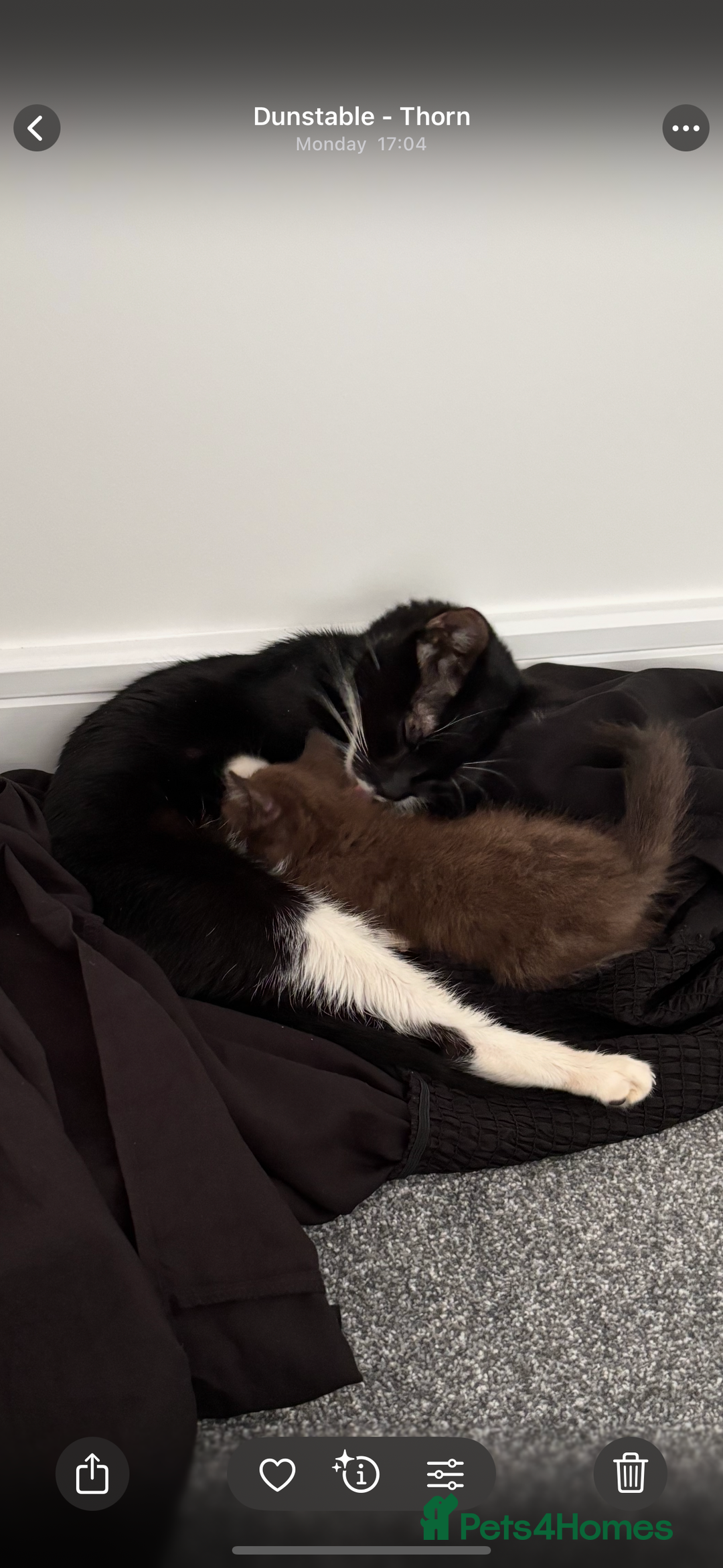 Mixed Breed cats for sale: Beautiful cats  - Image 6