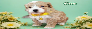Maltipoo Puppy 1