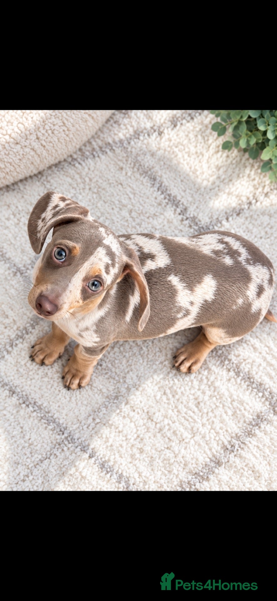 Miniature Dachshund dogs Isabella dapple miniature dachshund  - Advert 6