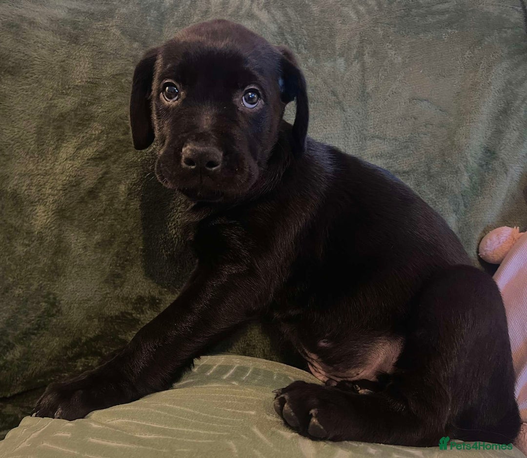 Mixed Breed dogs for sale: Beautiful Labrottie black boy  - Image 5