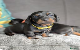 Dachshund dogs for sale: 🐾5 Beautiful Standard Dachshunds 🐾 - Image 12