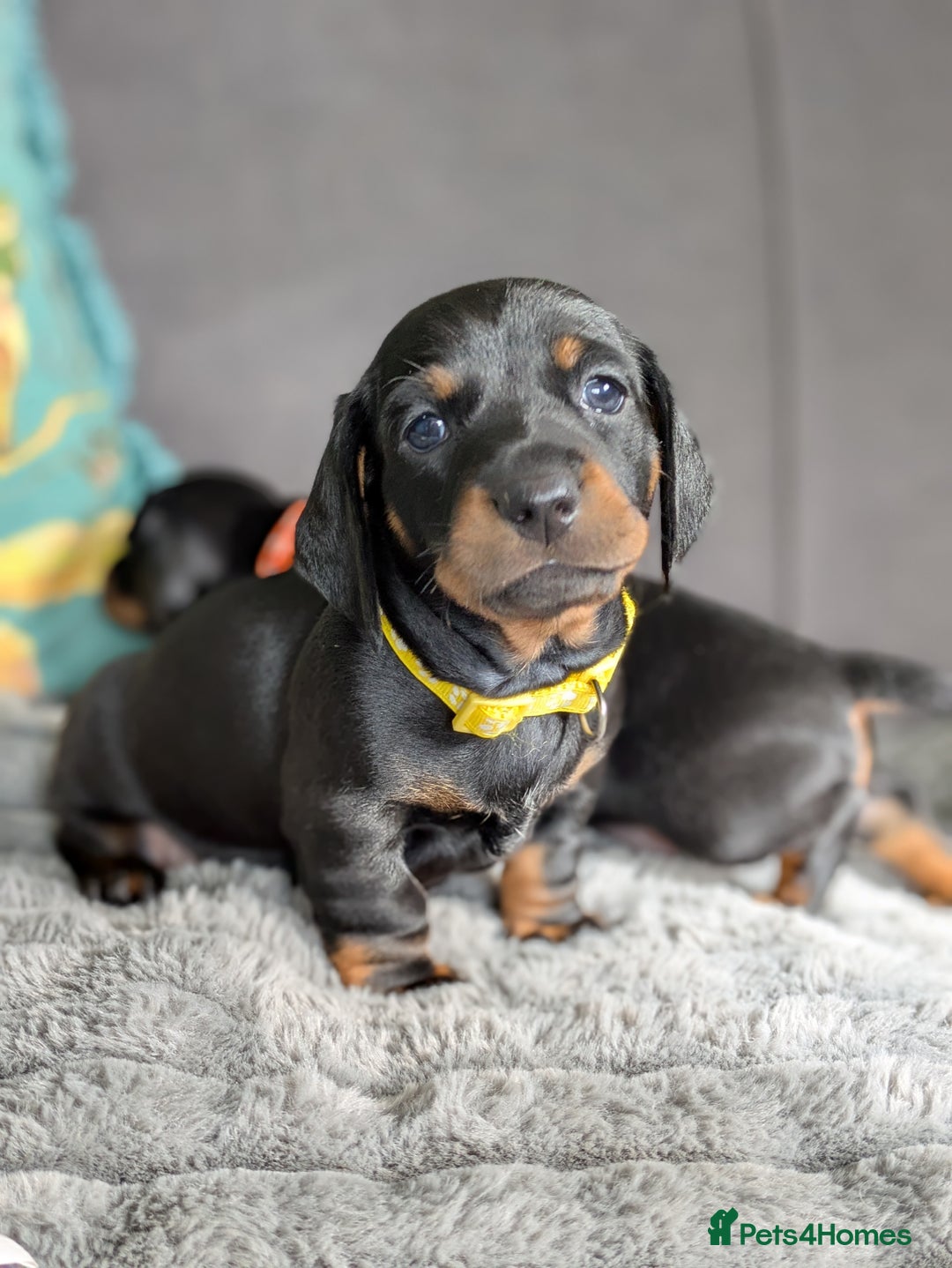 Dachshund dogs for sale: 🐾5 Beautiful Standard Dachshunds 🐾 - Image 12