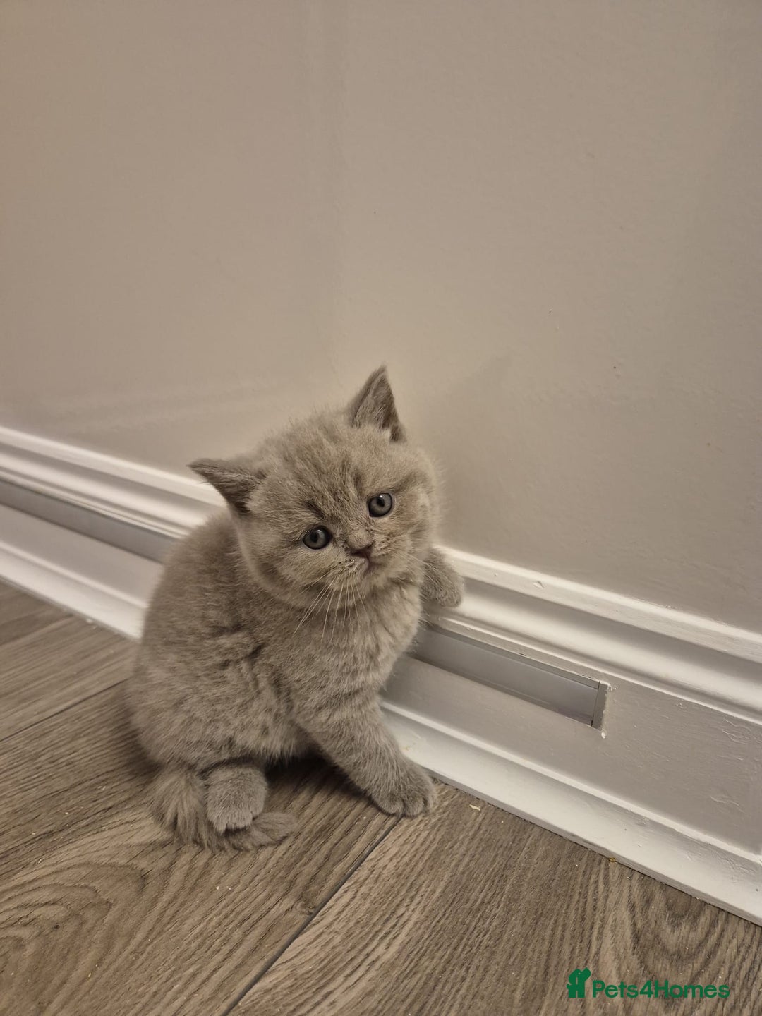 British Shorthair cats for stud: Teddy in Aylesbury - Advert 10