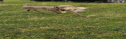 Weimaraner dogs for sale: Two gorgeous kc Weimaraner boys  - Advert 6