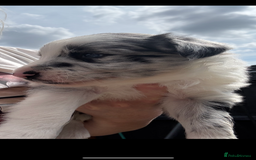 Border Collie dogs for sale: Fluffy long coat Blue merle border collie puppies - Image 7