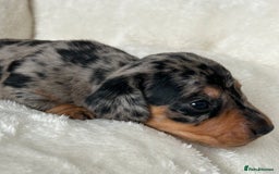 Miniature Dachshund dogs for sale: 1 boy left beautiful silver dapple boys  - Image 6