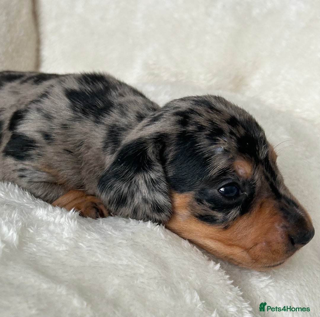 Miniature Dachshund dogs for sale: 1 boy left beautiful silver dapple boys  - Image 6