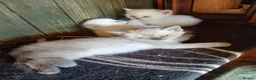 British Shorthair cats for sale: Beautiful British Shorthaired kittens  - Advert 2
