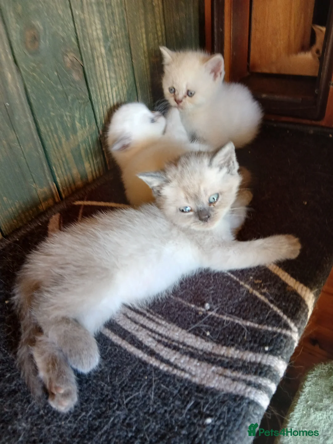 British Shorthair cats for sale: Beautiful British Shorthaired kittens  - Advert 2