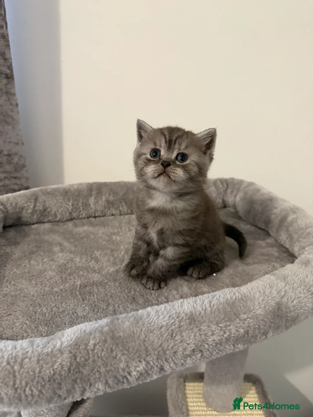Scottish Fold cats for sale: Scottish fold female kitten pure breed in London - Advert 7