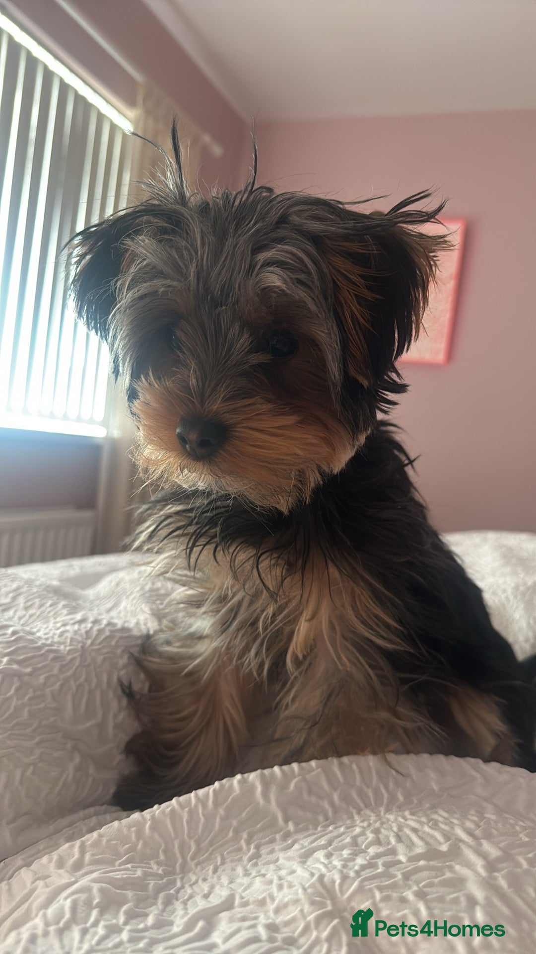 Yorkshire Terrier dogs  Loving Forever Home Needed for Archie in Strabane - Advert 16