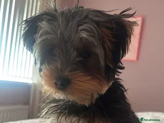 Yorkshire Terrier dogs Loving Forever Home Needed for Archie in Strabane - Advert 16