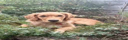 Golden Retriever dogs for sale: I’m rehoming this puppy on behalf of the owner in London - Advert 2