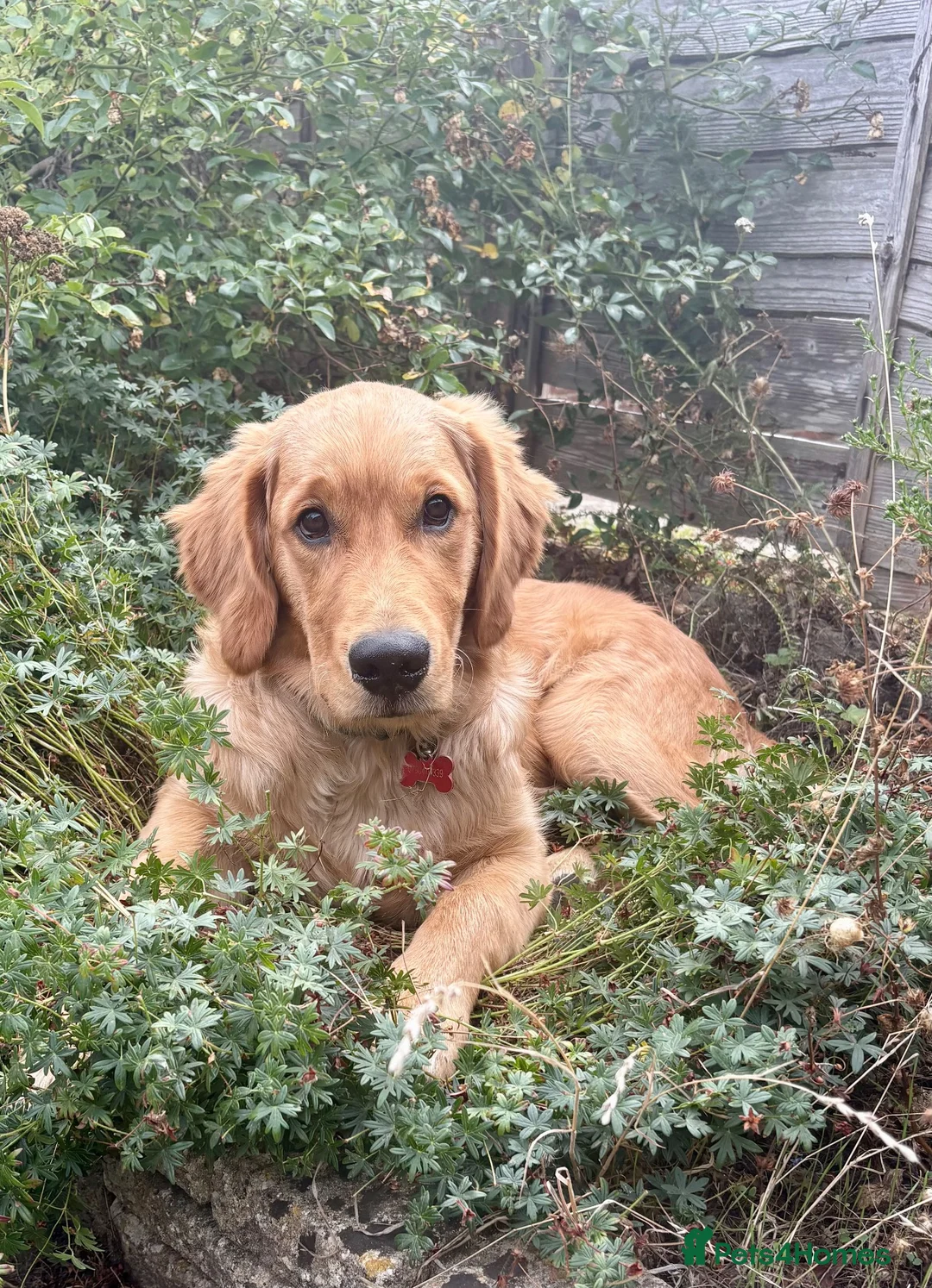 Golden Retriever dogs for sale: I’m rehoming this puppy on behalf of the owner in London - Advert 2