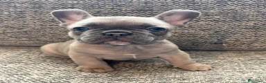 French Bulldog Puppy 2