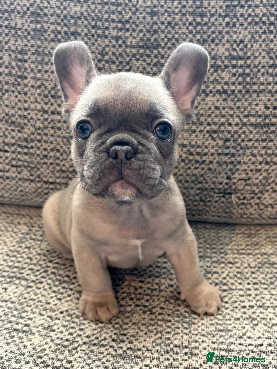 French Bulldog dogs for sale: 4 French Bulldogs For Sale in Cowes - Advert 1