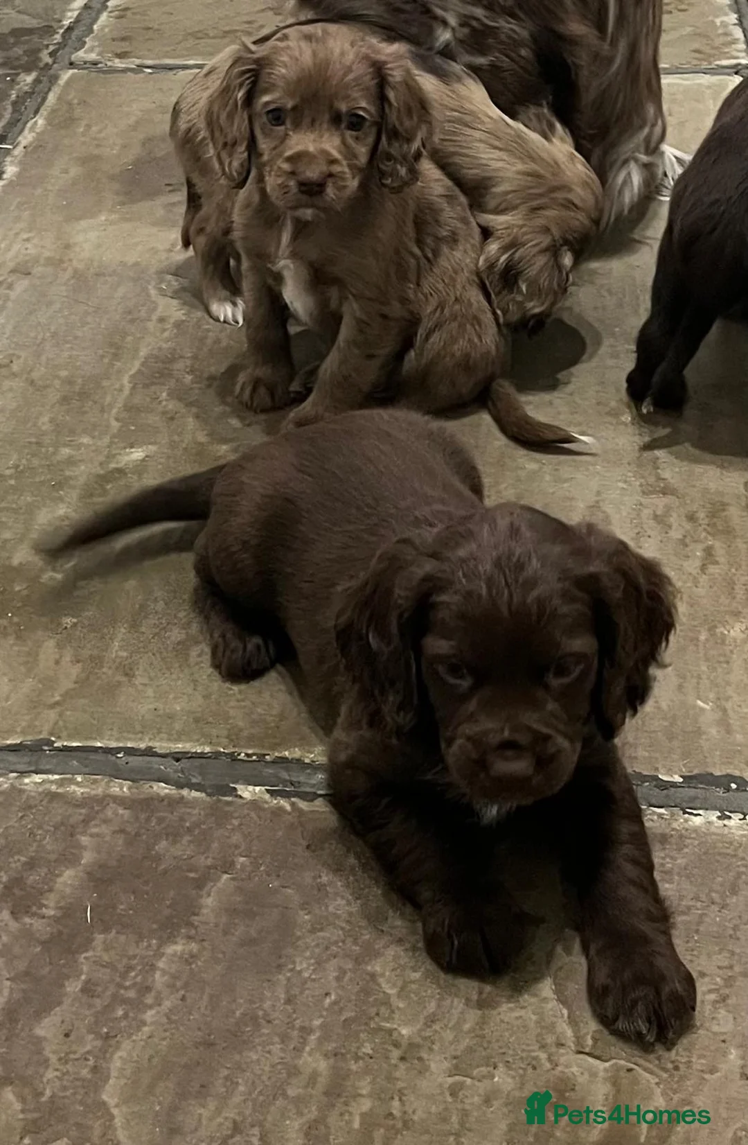 Cocker Spaniel dogs for sale: Cocker spaniels - Advert 4