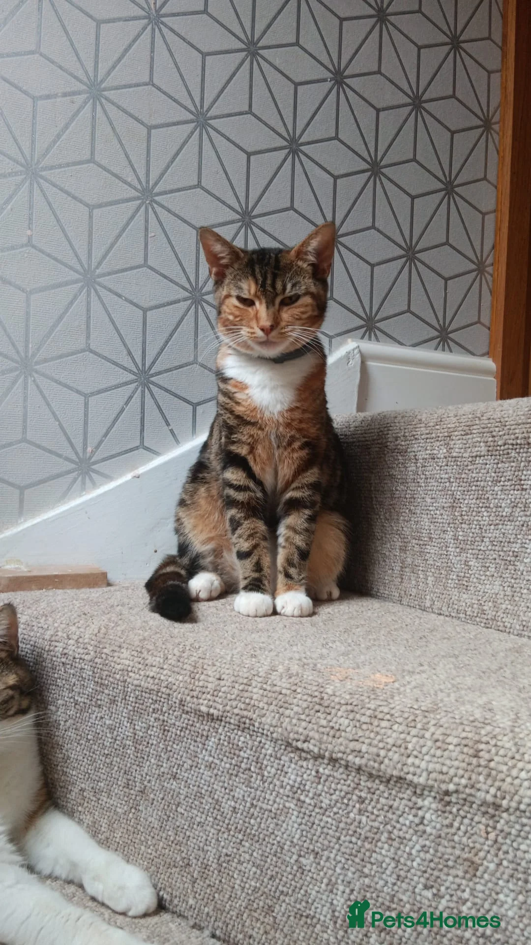 Mixed Breed cats for sale: Taby cat looking for new home in Northampton - Advert 1