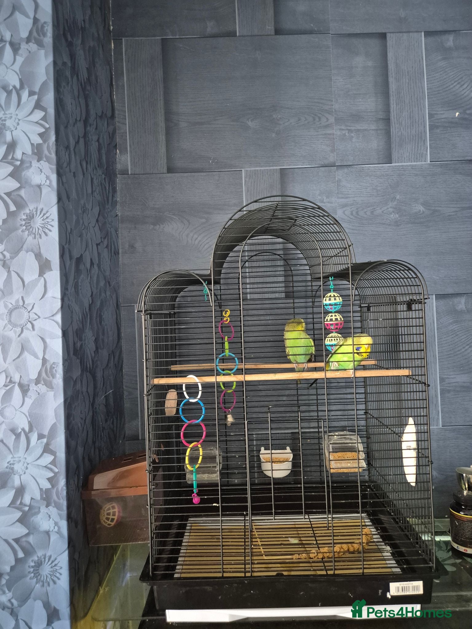 Budgerigars birds 2 budgerigars for sale  - Advert 2