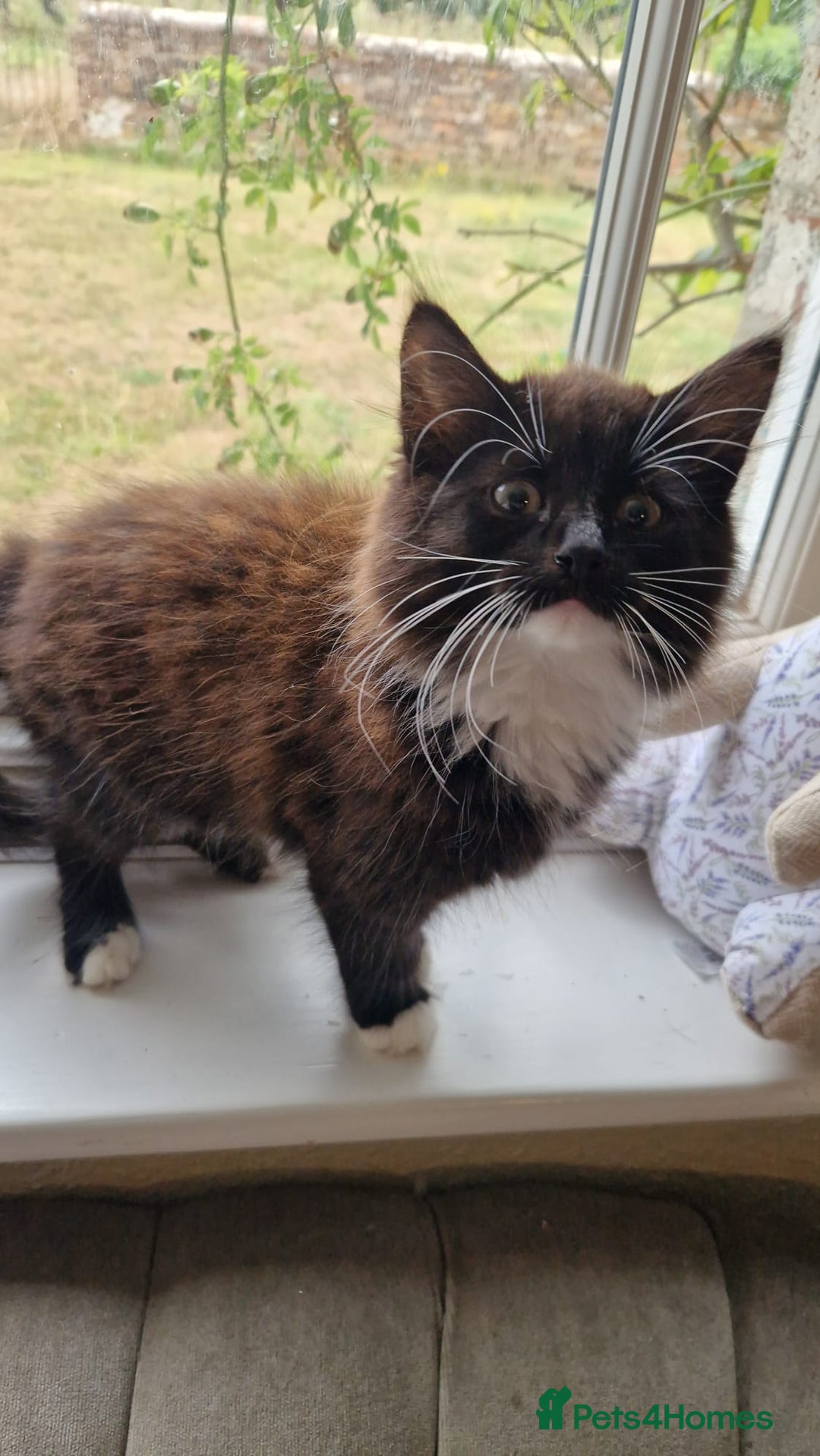 Mixed Breed cats for sale: Amazing fluff balls - Image 1