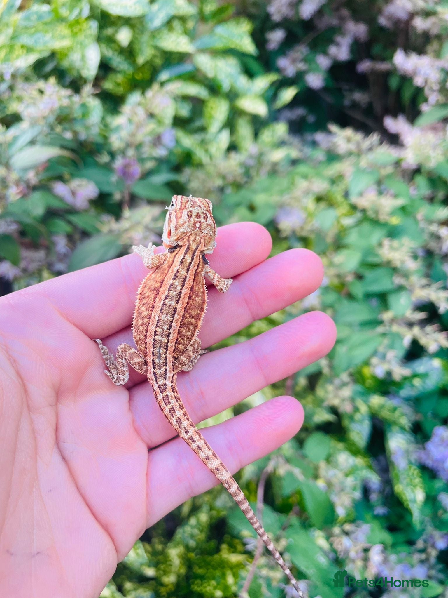 Bearded Dragon reptiles for sale: 🦎 Beautiful bearded dragons 🐉  - Advert 1
