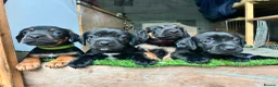 Mixed Breed dogs for sale: Working cocker with mix dads family pet  - Advert 3