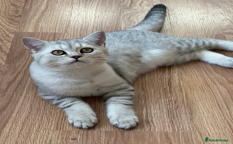 British Shorthair cats - Advert 1