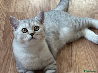 British Shorthair cats - Advert 11