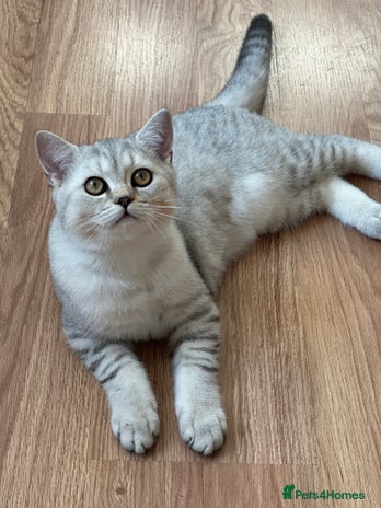 British Shorthair cats - Advert 9