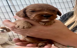 Cavapoo dogs for sale: Red Cavapoo Puppies 4 males 1 female Left - Image 1