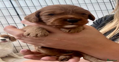 Cavapoo dogs - Advert 8