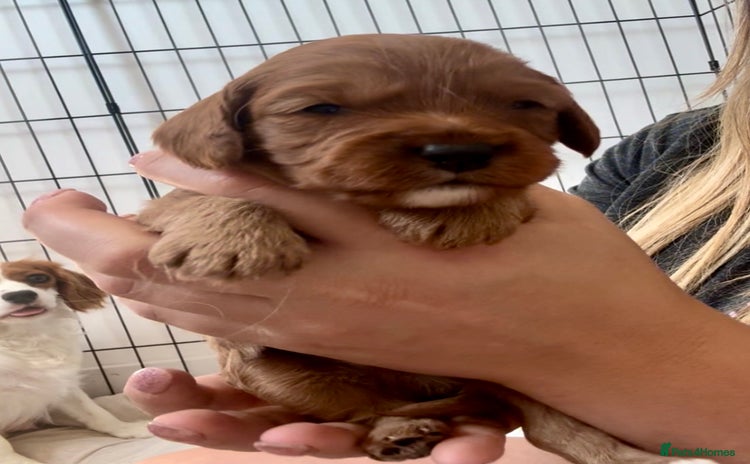 Cavapoo dogs - Advert 6