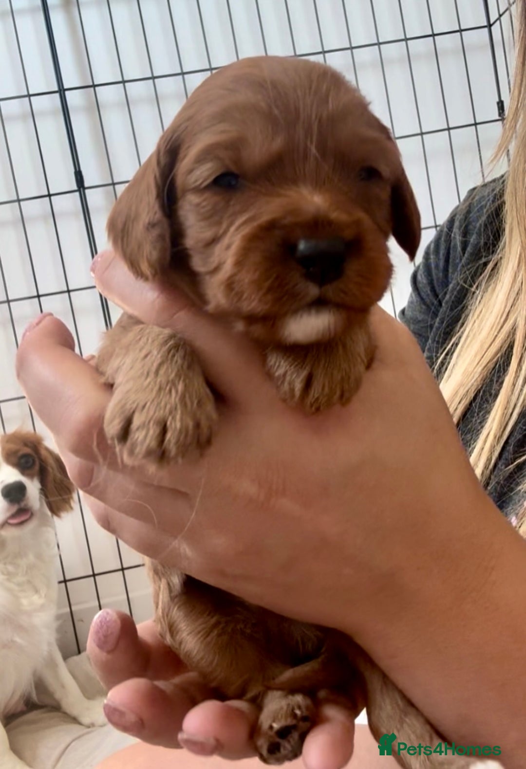 Cavapoo dogs for sale: Red Cavapoo Puppies 4 males 1 female Left - Image 1