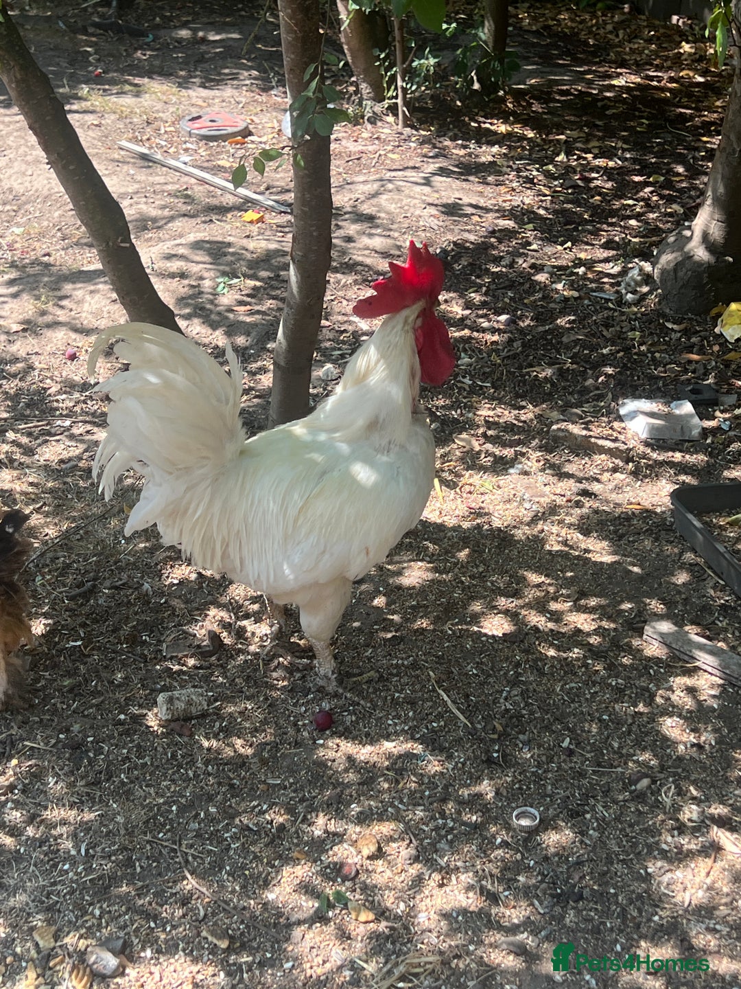Chickens poultry for sale: Two cockerel for sale  - Image 2