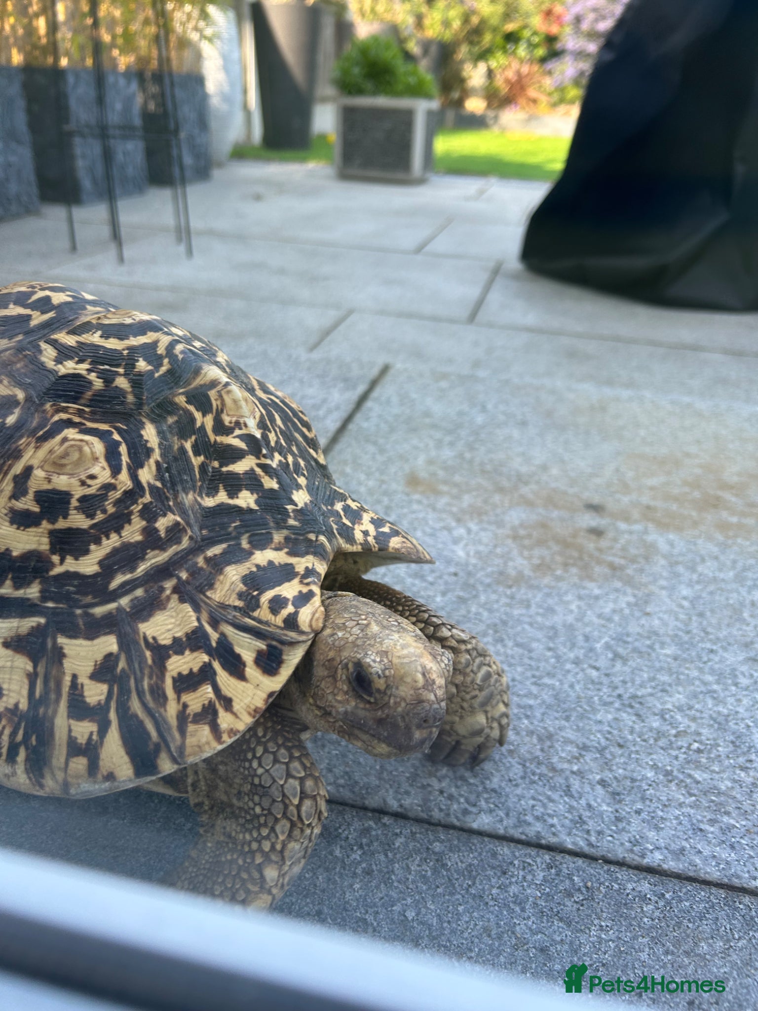 Tortoise reptiles Leopard Tortoise - Advert 1
