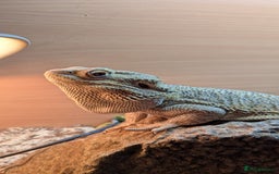 Bearded Dragon reptiles for sale: Bearded Dragon in need of new home! - Advert 2