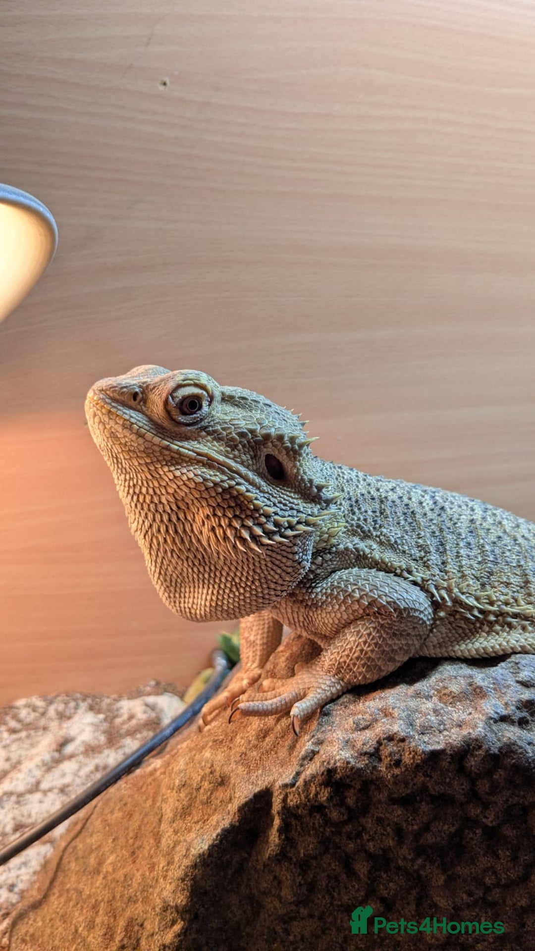 Bearded Dragon reptiles for sale: Bearded Dragon in need of new home! - Advert 2