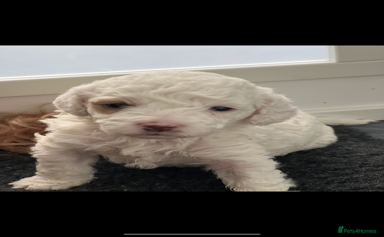 Cavapoo dogs - Advert 3