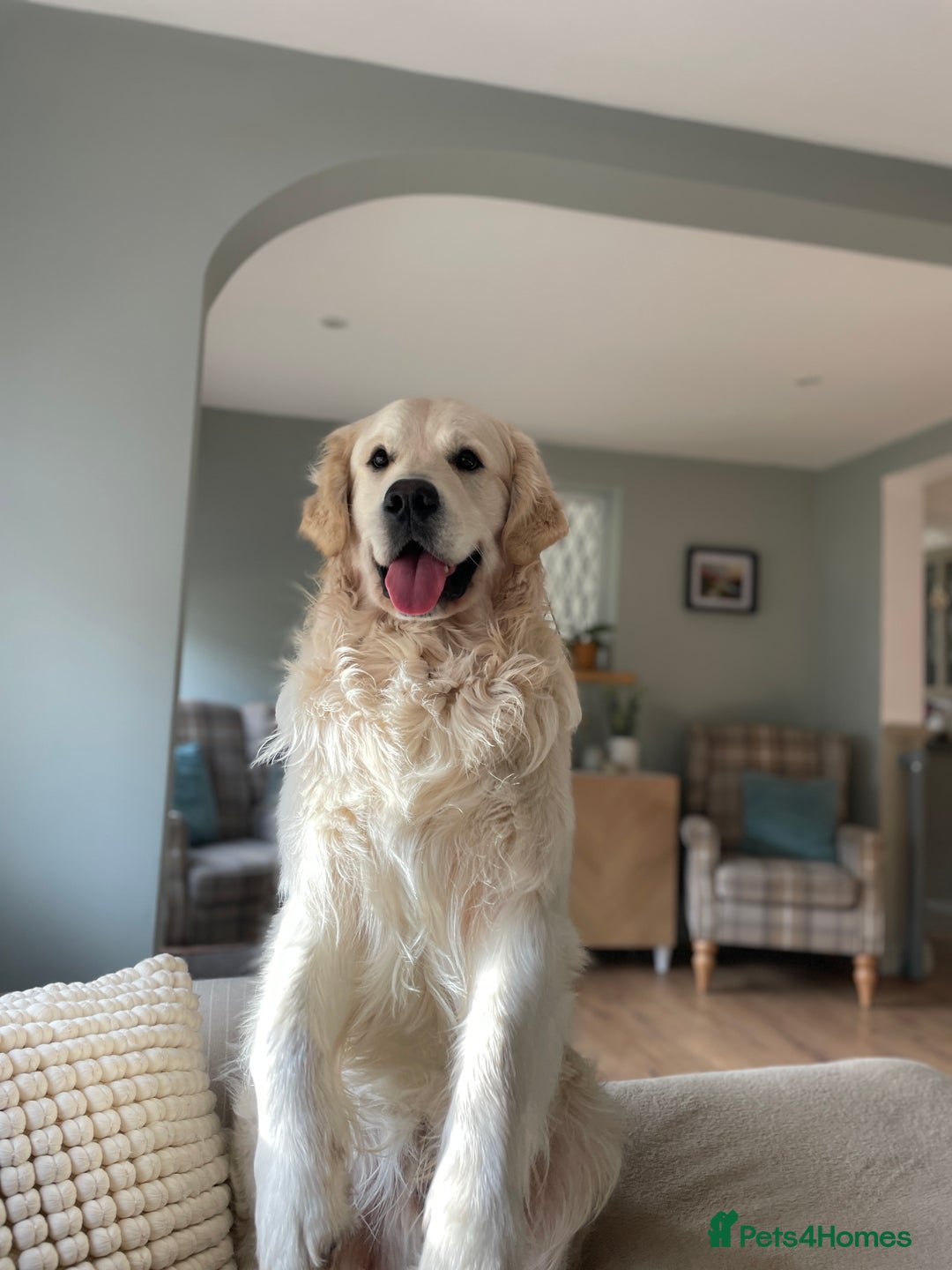 Golden Retriever dogs for stud: KC REGISTERED STUNNING STUD DOG in Beverley - Image 3