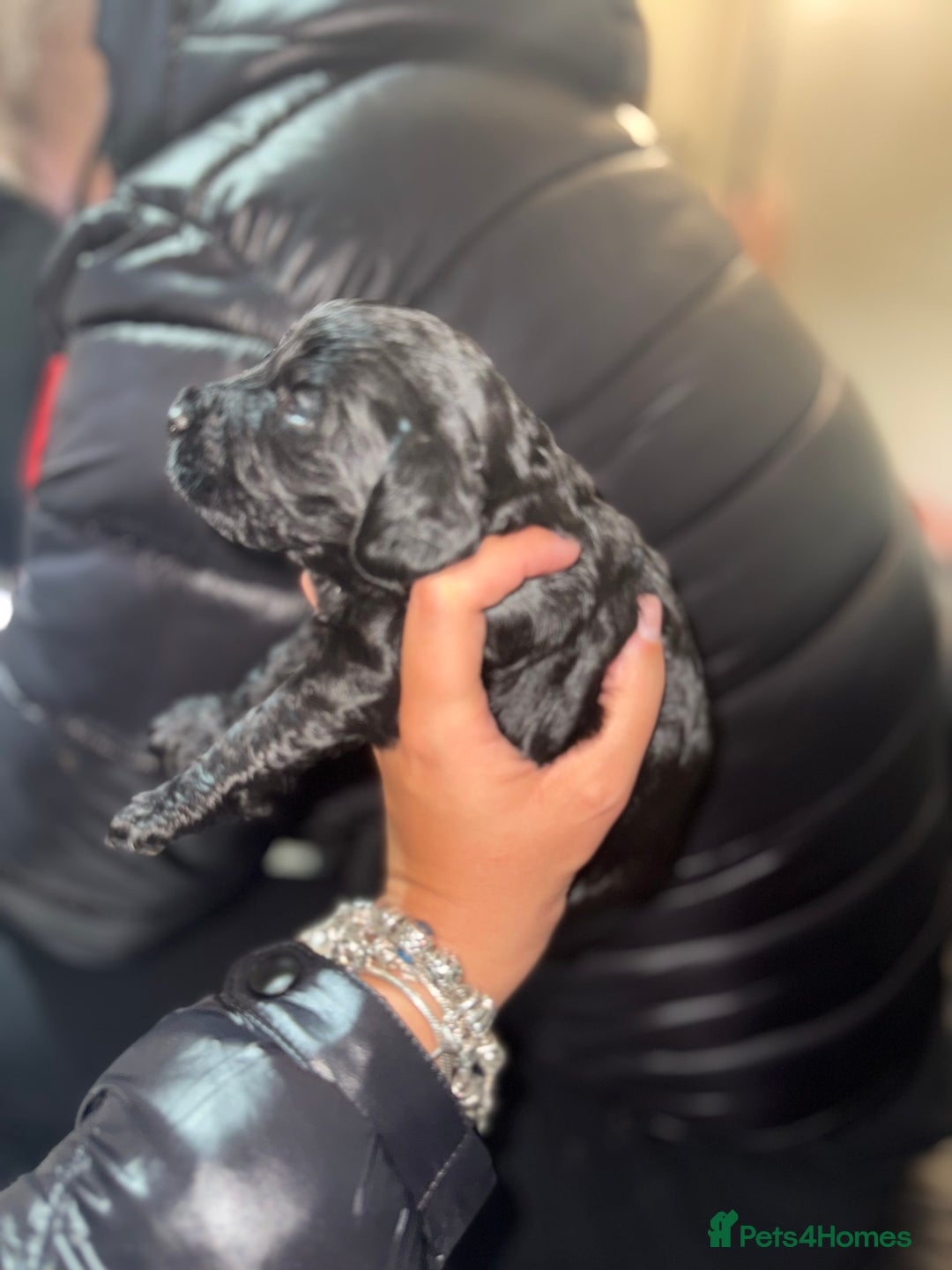 Cockapoo dogs for sale: Beautiful cockerpoo pups  - Advert 6