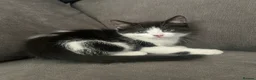 Mixed Breed cats for sale: 2 beautiful kitten  in Newcastle upon Tyne - Advert 4