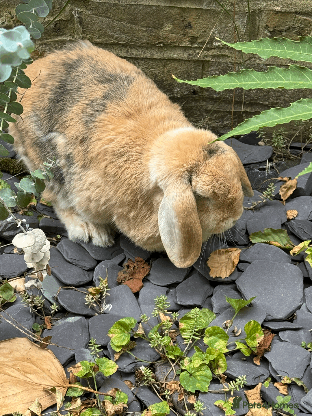 Mini Lop rabbits for sale: Bonded pair mini lop rabbits - Image 11