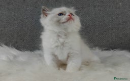 Ragdoll cats for sale: Best Ragdoll Kittens Regional Winner - Image 2